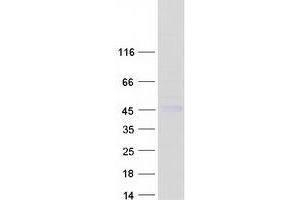 Validation with Western Blot (Cathepsin H Protein (CTSH) (Transcript Variant 1) (Myc-DYKDDDDK Tag))