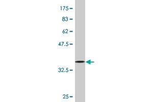 Western Blot detection against Immunogen (37. (PURA Antikörper  (AA 183-292))