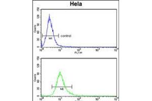 Flow cytometry analysis of Hela cells (bottom histogram) compared to a negative control cell (top histogram). (PCAT1 Antikörper  (C-Term))