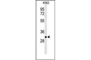 Western blot analysis of PGP Antibody (N-term) in K562 cell line lysates (35ug/lane). (PGP Antikörper  (N-Term))