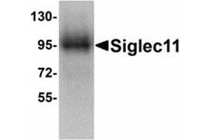 Image no. 1 for anti-Sialic Acid Binding Ig-Like Lectin 11 (SIGLEC11) (C-Term) antibody (ABIN478083) (SIGLEC11 Antikörper  (C-Term))