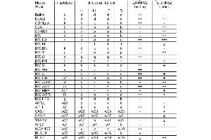 ER-MP42 and ER-HR52 anti H-2 monoclonal antibody reactivity (MHC Class I, H-2 Antikörper)