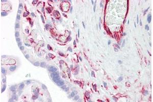 Anti-SIRPA antibody IHC staining of human placenta. (SIRPA Antikörper  (AA 451-500))