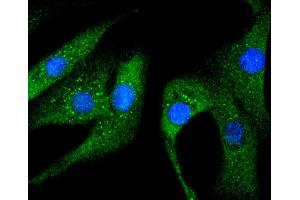 NIH/3T3 cells were stained with Hsp27(S78) (5E1 ) Monoclonal Antibody  at [1:200] incubated overnight at 4C, followed by secondary antibody incubation, DAPI staining of the nuclei and detection. (HSP27 Antikörper  (pSer78))