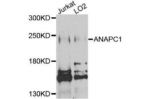 Western blot analysis of extracts of various cell lines, using ANAPC1 antibody (ABIN1870966) at 1:1000 dilution. (APC1 Antikörper)