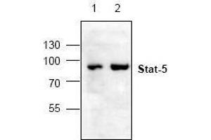 Image no. 1 for anti-Signal Transducer and Activator of Transcription 5A (STAT5A) antibody (ABIN127149) (STAT5A Antikörper)