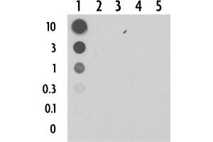 Dot blot of 5-Carboxylcytosine pAb. (5-Carboxylcytosine Antikörper)