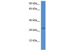 Western Blot showing Ubxn2a antibody used at a concentration of 1. (UBXN2A Antikörper  (Middle Region))