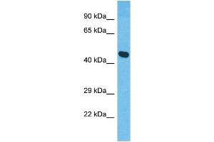 Western Blotting (WB) image for anti-XK, Kell Blood Group Complex Subunit-Related Family, Member 8 (XKR8) (C-Term) antibody (ABIN2791991) (XKR8 Antikörper  (C-Term))