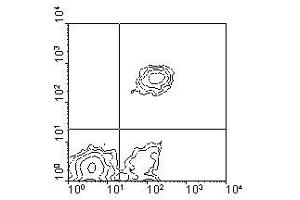 Image no. 1 for anti-CD5 (CD5) antibody (PE) (ABIN135495) (CD5 Antikörper  (PE))