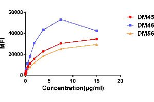 Affinity ranking of different Rabbit anti-CD138 mAb clones by titration of different concentration onto H929 cells. (Rekombinanter Syndecan 1 Antikörper  (AA 23-254))