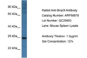 Western Blotting (WB) image for anti-BCL2/adenovirus E1B 19kDa Interacting Protein 3-Like (BNIP3L) (Middle Region) antibody (ABIN786017) (BNIP3L/NIX Antikörper  (Middle Region))