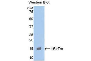 Western Blotting (WB) image for anti-Myeloperoxidase (MPO) (AA 165-278) antibody (ABIN3201466) (Myeloperoxidase Antikörper  (AA 165-278))
