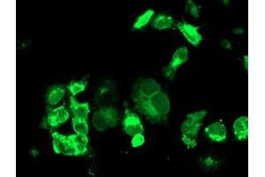 Anti-TFR2 mouse monoclonal antibody (ABIN2455729) immunofluorescent staining of COS7 cells transiently transfected by pCMV6-ENTRY TFR2 (RC220060). (Transferrin Receptor 2 Antikörper)