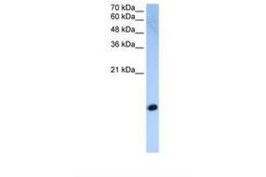 Image no. 1 for anti-Histone H2A (C-Term) antibody (ABIN321865) (Histone H2A Antikörper  (C-Term))