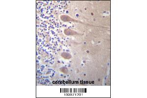 ZNF764 Antibody immunohistochemistry analysis in formalin fixed and paraffin embedded human cerebellum tissue followed by peroxidase conjugation of the secondary antibody and DAB staining. (ZNF764 Antikörper  (AA 84-113))