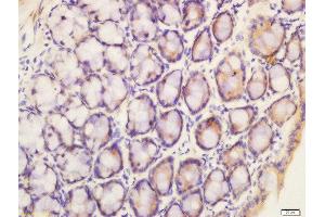 Formalin-fixed and paraffin embedded mouse intestine labeled with Anti-pan methyl Lysine Polyclonal Antibody, Unconjugated  at 1:200 followed by conjugation to the secondary antibody and DAB staining (Methylated Lysine (methylated) Antikörper)