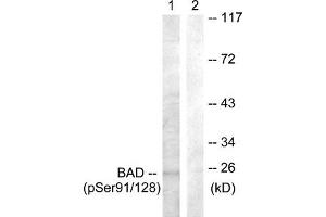 Western blot analysis of extracts from COS7 cells treated with TNF-a using BAD (Phospho-Ser91/128) Antibody. (BAD Antikörper  (pSer91, pSer128))