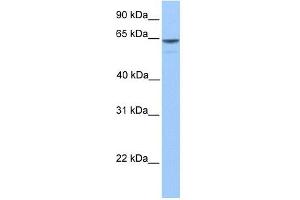 KIAA1958 antibody used at 1 ug/ml to detect target protein. (KIAA1958 Antikörper  (C-Term))