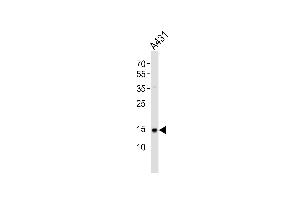 Western blot analysis of lysate from A431 cell line, using POLR2H Antibody (N-term) (ABIN6243172 and ABIN6577586). (POLR2H Antikörper  (N-Term))
