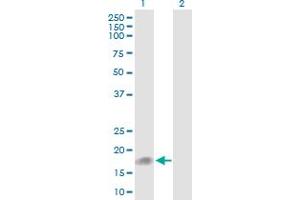 Western Blot analysis of UBD expression in transfected 293T cell line by UBD MaxPab polyclonal antibody. (UBD Antikörper  (AA 1-165))