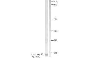 Western blot analysis of extracts from HuvEc cells treated with Serum. (Histone H3.1 Antikörper  (pThr3))