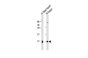 All lanes : Anti-ATP5G1 Antibody (Center) at 1:2000 dilution Lane 1: human fetal heart lysate Lane 2: rat heart lysate Lysates/proteins at 20 μg per lane. (ATP5G1 Antikörper  (AA 41-71))