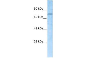 WB Suggested Anti-RBAK Antibody Titration:  0. (RBAK Antikörper  (Middle Region))