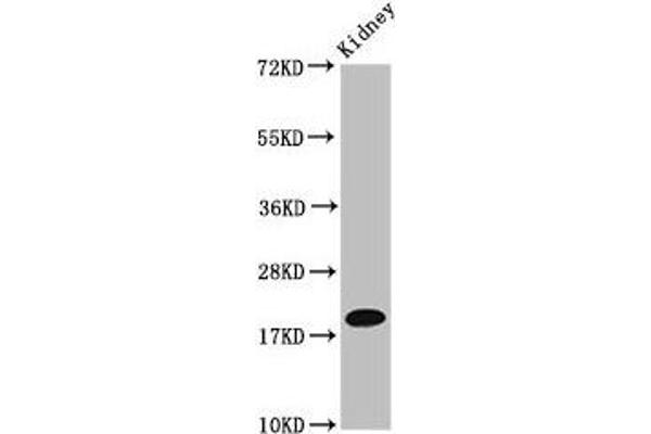 NAA38 Antikörper  (AA 2-173)