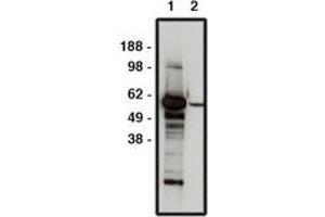 Image no. 1 for anti-F-Box and WD Repeat Domain Containing 7 (FBXW7) antibody (ABIN793705) (FBXW7 Antikörper)