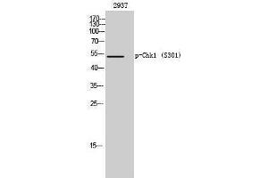 Western Blotting (WB) image for anti-Checkpoint Kinase 1 (CHEK1) (pSer301) antibody (ABIN3179597) (CHEK1 Antikörper  (pSer301))