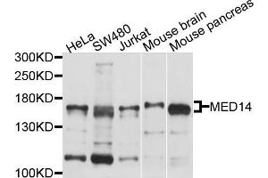 Western blot analysis of extracts of various cell lines, using MED14 antibody (ABIN5998200) at 1/1000 dilution. (MED14 Antikörper)