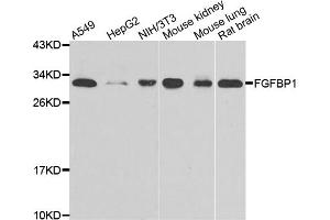 Western blot analysis of extracts of various cell lines, using FGFBP1 antibody (ABIN5975547) at 1/1000 dilution. (FGFBP1 Antikörper)