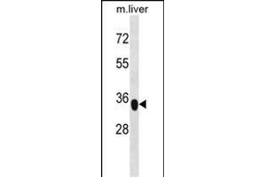 YIPF3 Antibody (C-term) (ABIN1537071 and ABIN2848614) western blot analysis in mouse liver tissue lysates (35 μg/lane). (YIPF3 Antikörper  (C-Term))