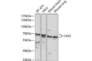 Western blot analysis of extracts of various cell lines, using CLK2 antibody (ABIN6130086, ABIN6138733, ABIN6138734 and ABIN6223869) at 1:1000 dilution. (CLK2 Antikörper  (AA 239-498))