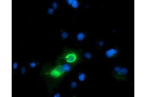 Anti-CD80 mouse monoclonal antibody (ABIN2452893) immunofluorescent staining of COS7 cells transiently transfected by pCMV6-ENTRY CD80 (RC206540). (CD80 Antikörper)