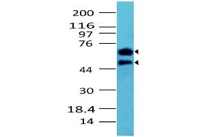 Image no. 1 for anti-Cell Division Cycle 25 Homolog A (S. Pombe) (CDC25A) (AA 102-424) antibody (ABIN5027102) (CDC25A Antikörper  (AA 102-424))