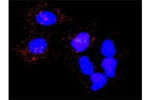 Proximity Ligation Analysis of protein-protein interactions between PLK1 and PKMYT1. (PLK1 Antikörper  (AA 1-603))