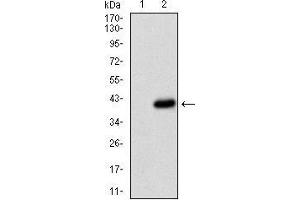 Fig. (CD36 Antikörper  (AA 30-130))