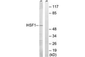 Western blot analysis of extracts from Jurkat cells, using HSF1 (Ab-121) Antibody. (HSF1 Antikörper  (AA 87-136))