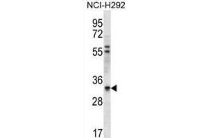 Western Blotting (WB) image for anti-HCLS1 Associated Protein X-1 (HAX1) antibody (ABIN2996652) (HAX1 Antikörper)