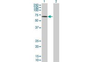 Lane 1: SEC23IP transfected lysate ( 53. (SEC23IP 293T Cell Transient Overexpression Lysate(Denatured))