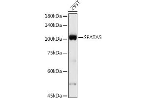 Western blot analysis of extracts of 293T cells, using SP antibody (ABIN7270524) at 1:500 dilution. (SPATA5 Antikörper)