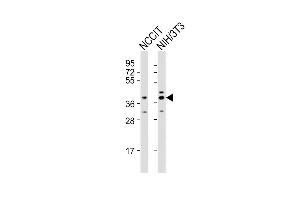 All lanes : Anti-Rnf2 Antibody (Center) at 1:2000 dilution Lane 1: NCCIT whole cell lysates Lane 2: NIH/3T3 whole cell lysates Lysates/proteins at 20 μg per lane. (RNF2 Antikörper  (AA 165-199))