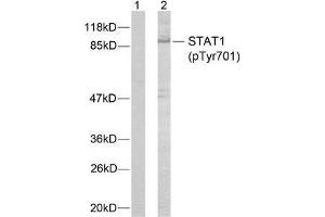 Western blot analysis of extracts from MCF7 cells using STAT1 (phospho-Tyr701) antibody (E011044). (STAT1 Antikörper  (pTyr701))