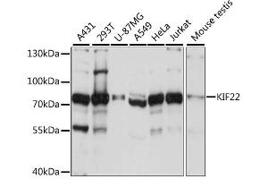 Western blot analysis of extracts of various cell lines, using KIF22 antibody. (KIF22 Antikörper)