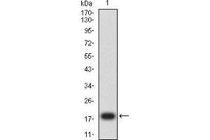 Western blot analysis using MDM2 mAb against human MDM2 (AA: 26-169) recombinant protein. (MDM2 Antikörper  (AA 26-169))