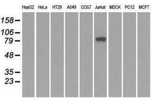 Image no. 2 for anti-SATB Homeobox 1 (SATB1) antibody (ABIN1500812) (SATB1 Antikörper)