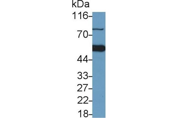 Caspase 9 Antikörper  (AA 1-200)