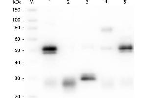 Western Blot of Anti-Rabbit IgG (H&L) (GOAT) Antibody (Min X Bv, Ch, Gt, GP, Ham, Hs, Hu, Ms, Rt & Sh Serum Proteins). (Ziege anti-Kaninchen IgG Antikörper (DyLight 649) - Preadsorbed)